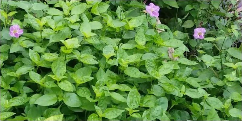 Bà bầu nên chú ý khi thêm rau ngót Nhật vào chế độ ăn uống hàng ngày