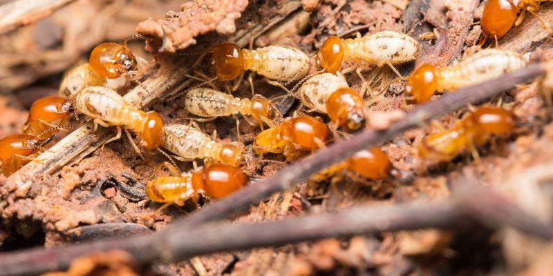 Top 11 Dịch vụ diệt mối hàng đầu tại TP. Hồ Chí Minh