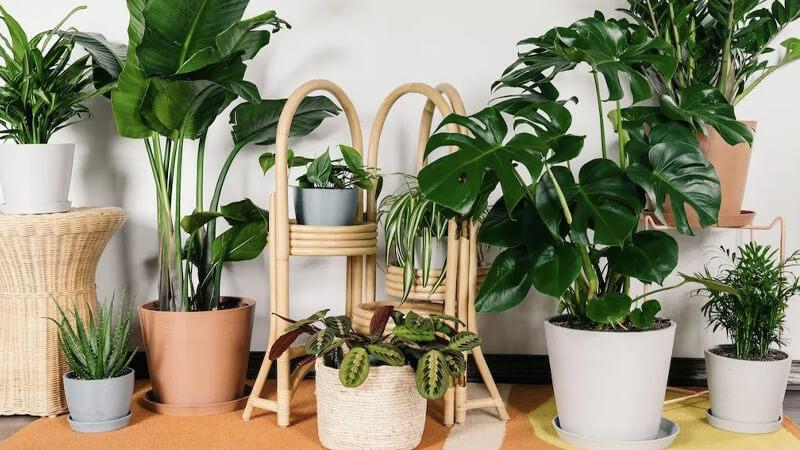 10 loại cây trồng trong nhà giúp khử sạch mùi bếp và đẩy lùi côn trùng hiệu quả vượt trội