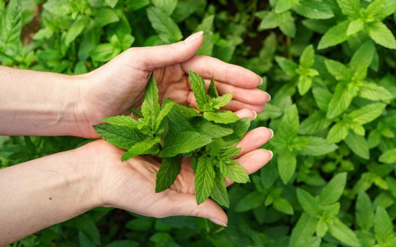 Các phương pháp trị ho hiệu quả và đơn giản bằng lá bạc hà