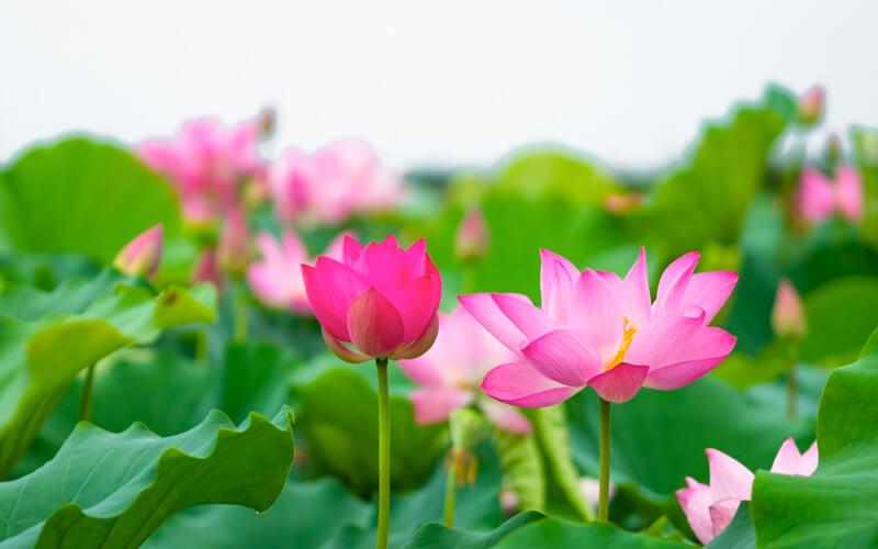 Khám phá trọn bộ món ngon từ sen – tận dụng mọi phần của loài hoa thanh tao