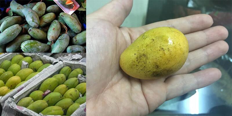 Bí quyết đơn giản giúp phân biệt xoài Việt và xoài Trung Quốc