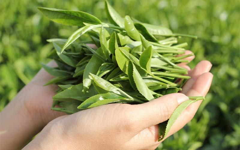 5 loại lá bác sĩ khuyên dùng để tắm cho bé khi mắc tay chân miệng