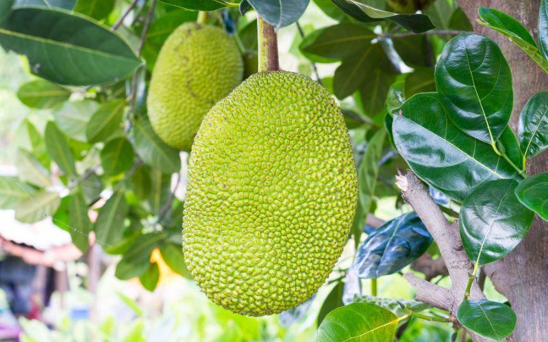 Giá mít Thái hôm nay, 15/4/2024: Thị trường có sự điều chỉnh nhẹ.