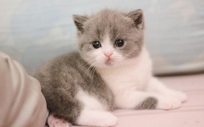 Tuổi Kỷ Mão sinh năm 1999 thuộc mệnh gì và với ai sẽ tạo nên sự hòa hợp? Cùng tìm hiểu sâu hơn về những nét đặc trưng của người cầm tinh con mèo trong bài viết này.