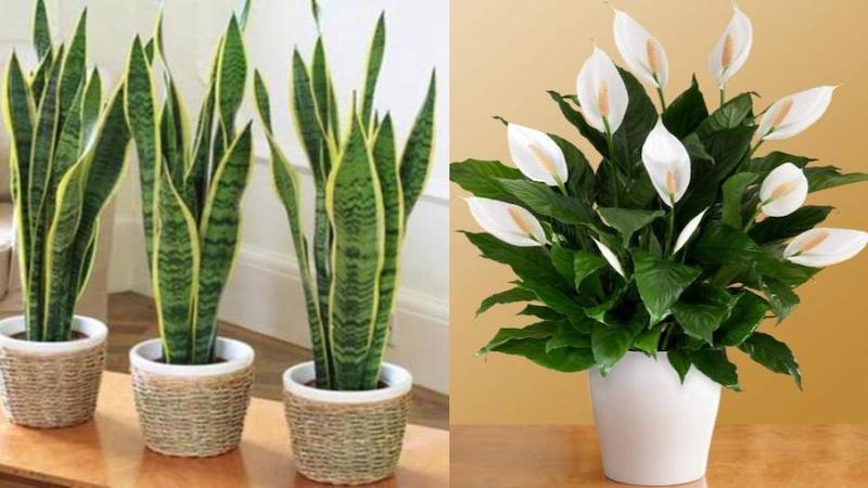15 loại cây cảnh không chỉ mang lại phong thủy hanh thông mà còn giúp thanh lọc không khí trong lành