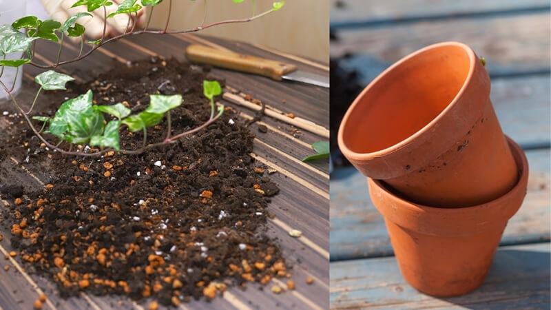 Bí quyết trồng cây thường xuân để thanh lọc không khí và làm đẹp không gian sống