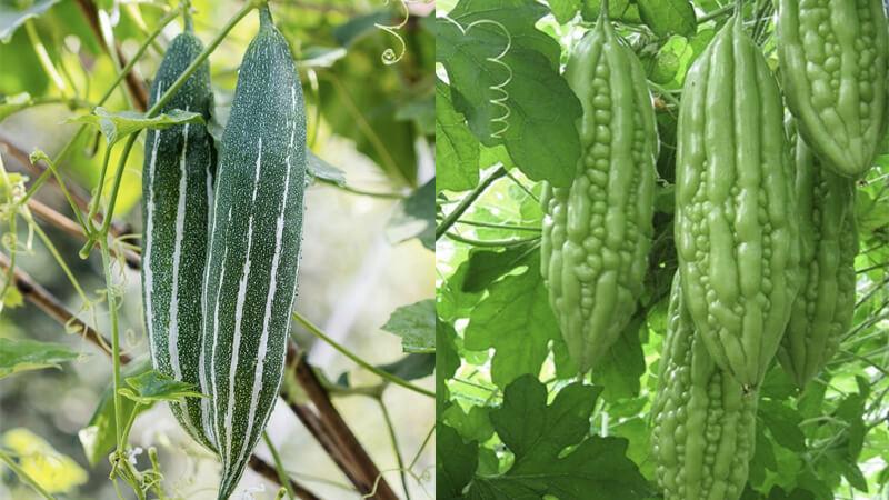 Khổ qua tây là loại quả đặc biệt, mang trong mình nhiều công dụng kỳ diệu cho sức khỏe. Cùng tìm hiểu về loại quả này và những lợi ích tuyệt vời mà nó mang lại!