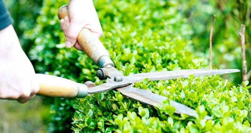 Top 5 dịch vụ chăm sóc, cắt tỉa cây xanh uy tín và chất lượng nhất tại Hà Nội