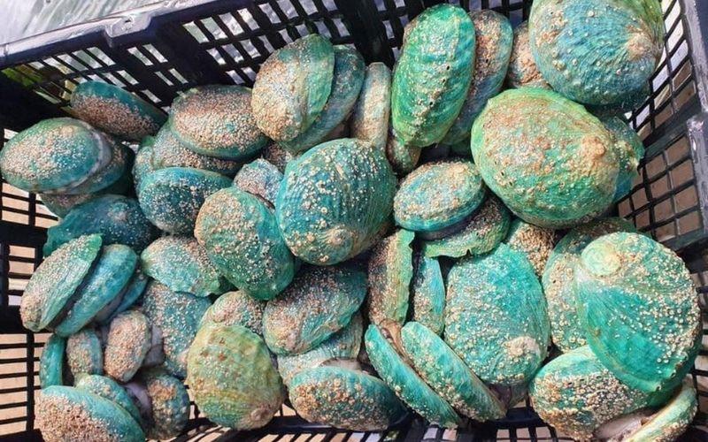 Loài bào ngư vỏ xanh ngọc bích, với vẻ đẹp lộng lẫy, luôn là mục tiêu săn lùng của những tín đồ ẩm thực sành sỏi.