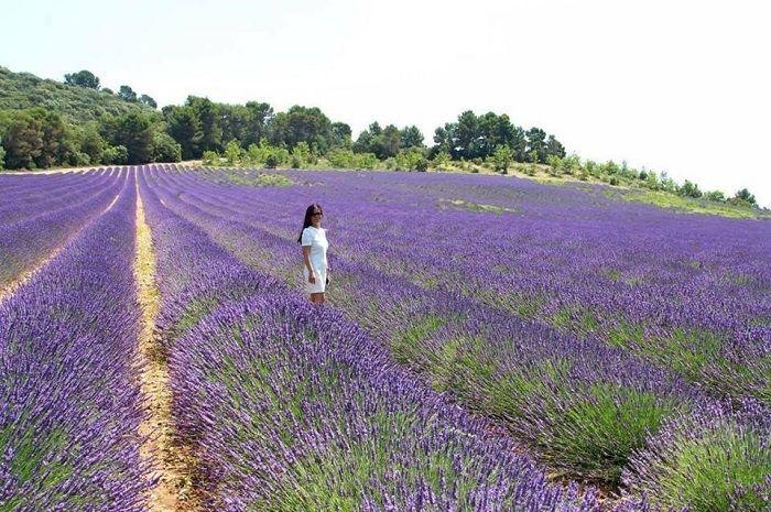 Top 16 Mùa Hoa Đẹp Nhất Việt Nam