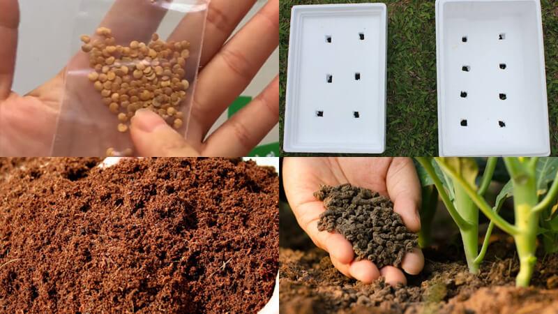 Khám phá cách trồng cà pháo ngay tại nhà một cách dễ dàng, giúp không gian sống của bạn thêm xanh mát và tràn ngập sức sống.