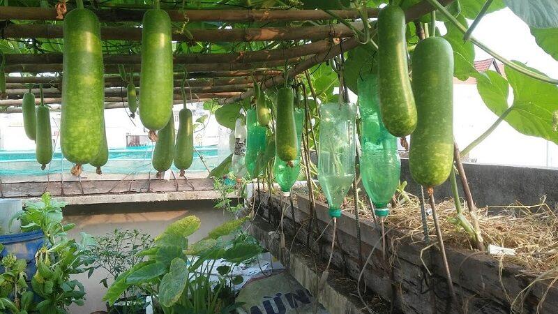 Hướng dẫn chọn bầu sao tươi ngon, ngọt mát và không sử dụng thuốc bảo vệ thực vật