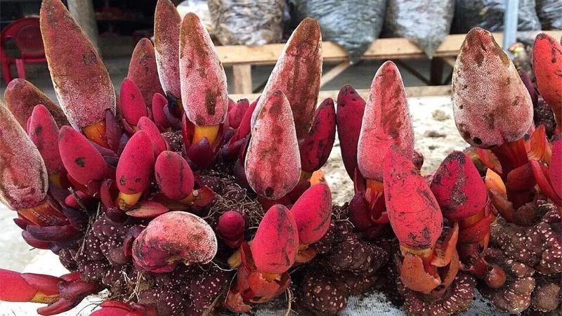 Khám phá đặc điểm, công dụng và những bài thuốc quý từ nấm ngọc cẩu