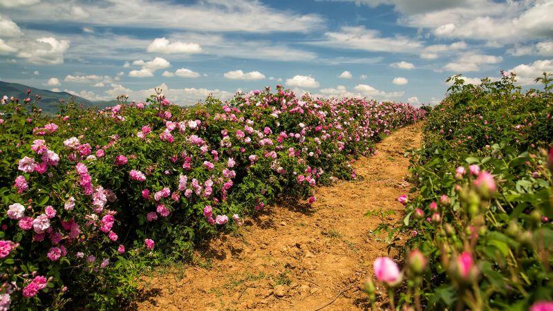 Top 10 bài hát về cây xanh dành cho trẻ em yêu thích nhất