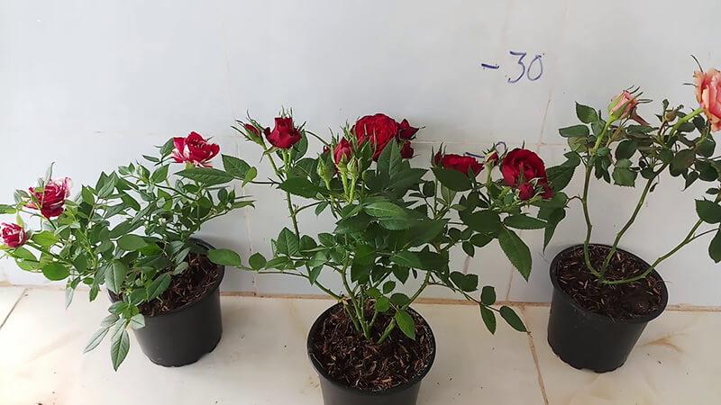 Tổng hợp 10 loài hoa trồng trong chậu nhỏ dễ chăm, tô điểm không gian sống thêm sinh động