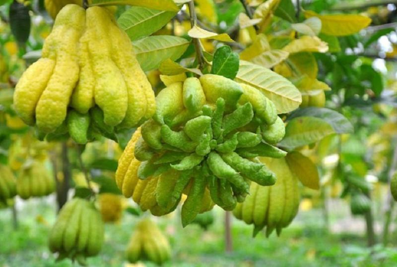 Top 14 loại quả độc đáo được săn đón nhất trong ngày Tết