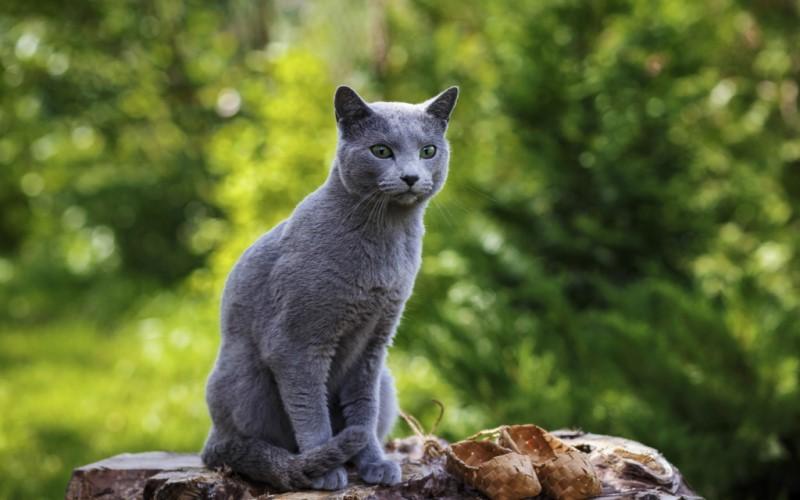 Mèo Nga Russian Blue: Khám phá nguồn gốc, đặc điểm và giá thành