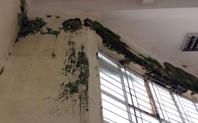 Áp dụng ngay những phương pháp đơn giản dưới đây để rong rêu biến mất hoàn toàn khỏi ngôi nhà của bạn.
