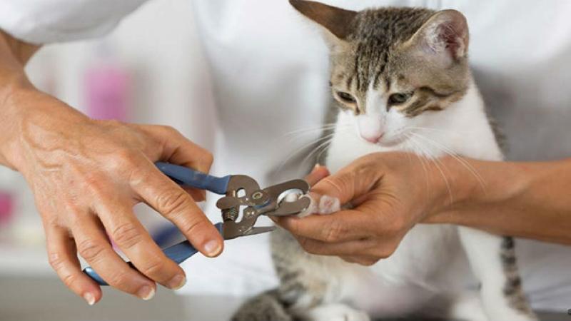 Có nên cắt móng cho mèo? Bí quyết tỉa móng mèo đơn giản và hiệu quả