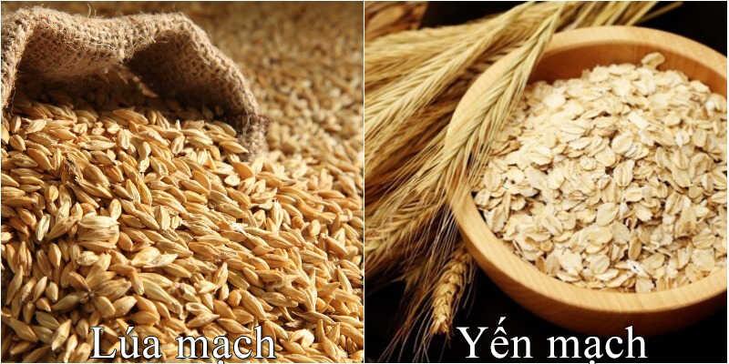 Liệu yến mạch và lúa mạch có phải là cùng một loại?