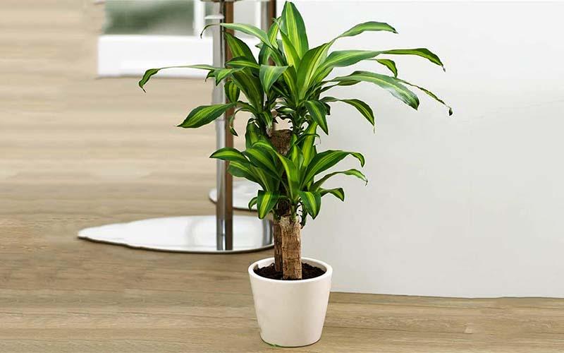 Cây thiết mộc lan: Biểu tượng phong thủy, hình ảnh nổi bật và bí quyết trồng, chăm sóc tại nhà