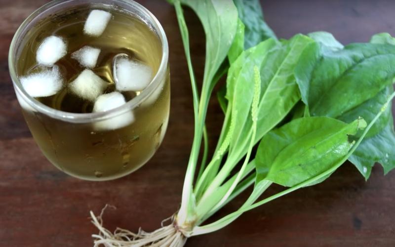 Công thức pha chế nước mã đề thanh mát, hỗ trợ giải độc gan và lợi tiểu, mang đến sức khỏe dồi dào.