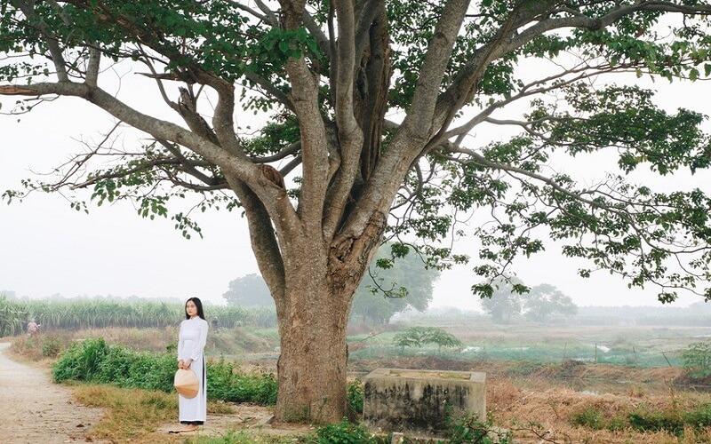 Cây Ngô Đồng Trung Quốc: Biểu tượng vương giả, hình ảnh tuyệt đẹp và bí quyết trồng, chăm sóc ngay tại nhà