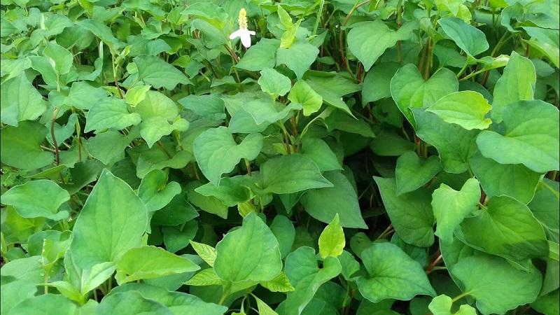 8 công thức mặt nạ rau diếp cá giúp trị mụn hiệu quả tại nhà