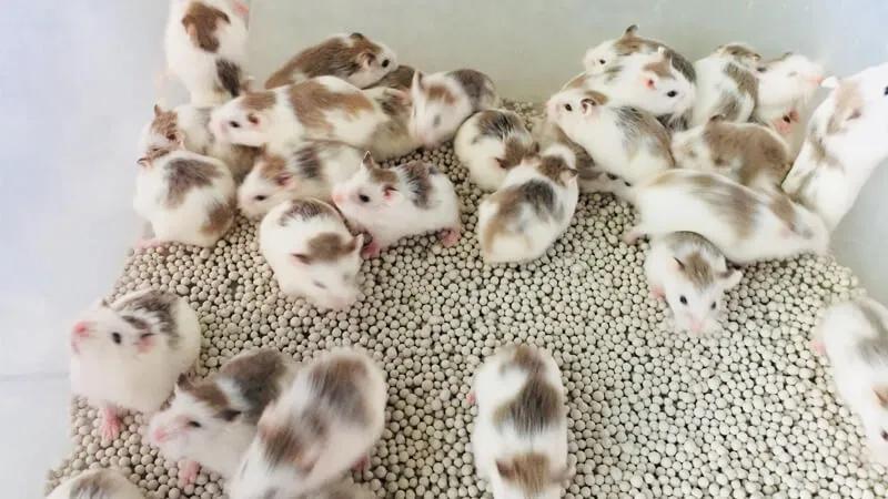 Các giống hamster được ưa chuộng rộng rãi tại Việt Nam