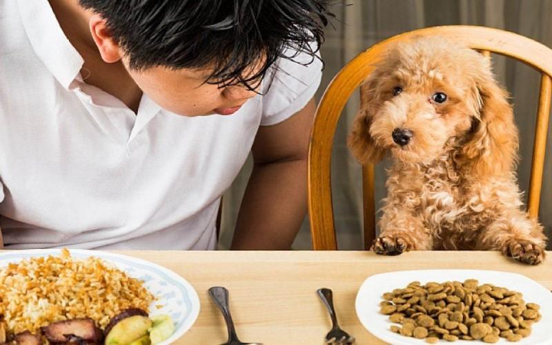 Khám phá 10 loại thức ăn dinh dưỡng tuyệt vời nhất dành cho chó con, giúp chúng phát triển khỏe mạnh và đầy sức sống.
