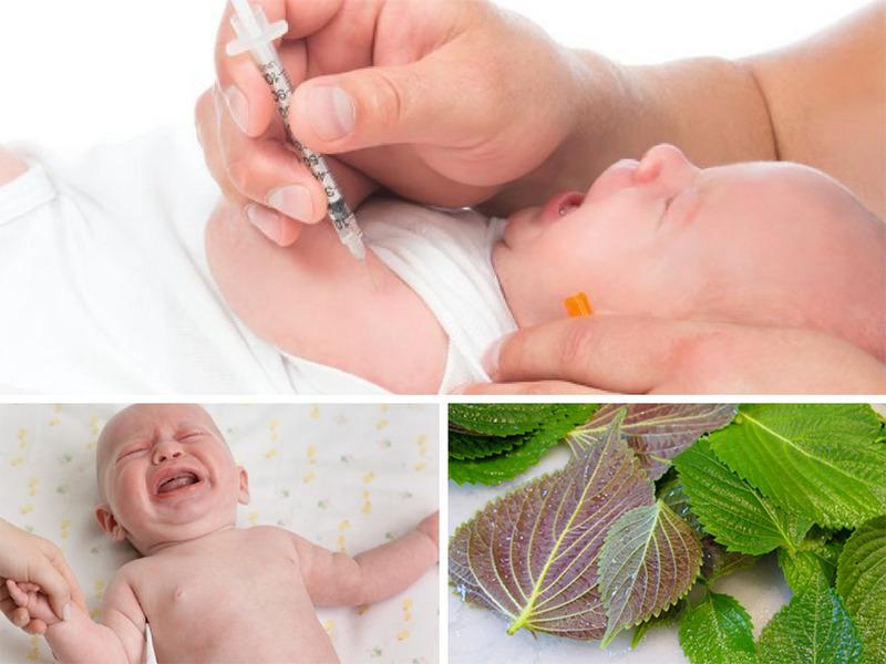 Lá tía tô và những lợi ích tuyệt vời dành cho trẻ sơ sinh: Tác dụng và lưu ý khi sử dụng