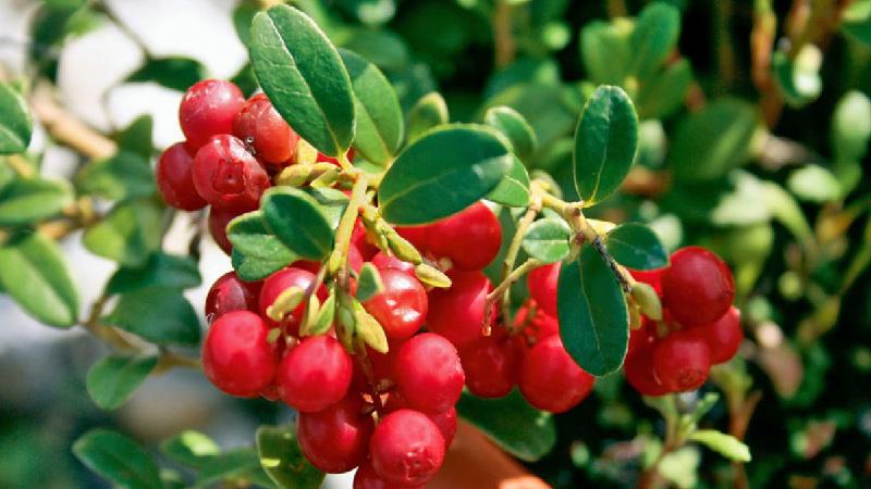 Cranberry tươi hay cranberry khô, loại nào thực sự tốt cho sức khỏe và hương vị thơm ngon hơn?