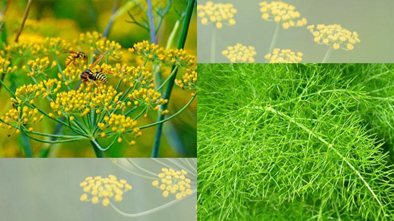 Tiểu hồi hương là gì? Tác dụng và cách sử dụng hiệu quả tiểu hồi hương