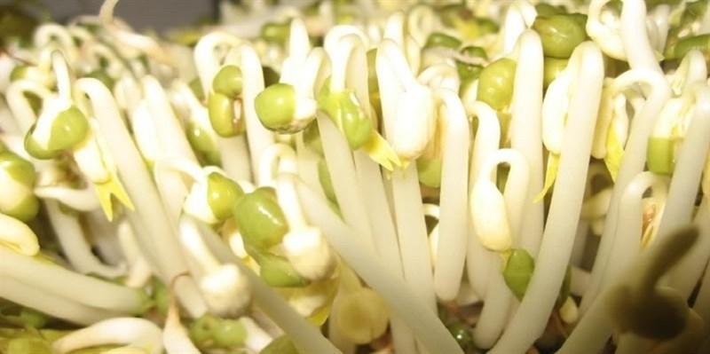 Mẹo nhận biết giá đỗ sạch, không chứa hóa chất độc hại