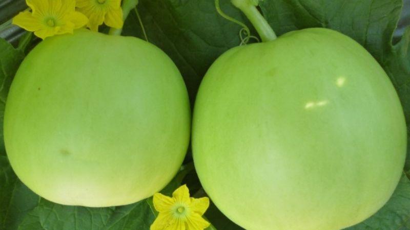 Phụ nữ mang thai có nên ăn dưa lê? Tác dụng tuyệt vời của dưa lê đối với mẹ bầu