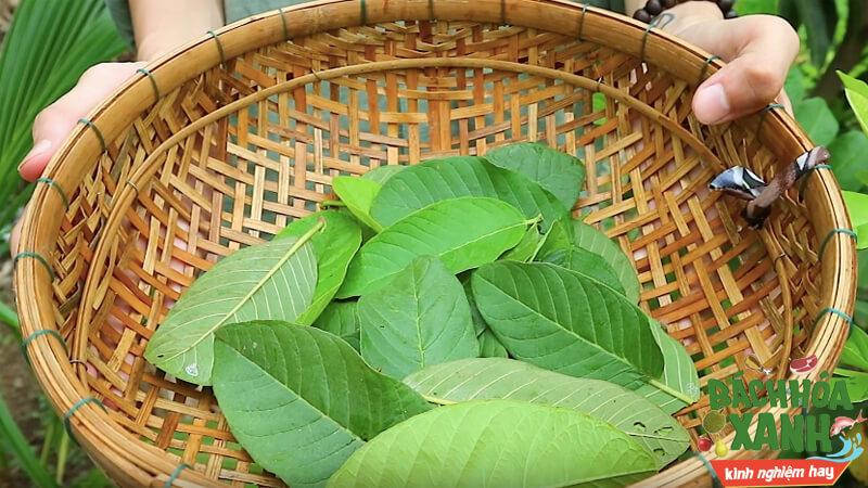 Mụn sẽ nhanh chóng biến mất nhờ phương pháp rửa mặt bằng lá ổi đơn giản và hiệu quả.