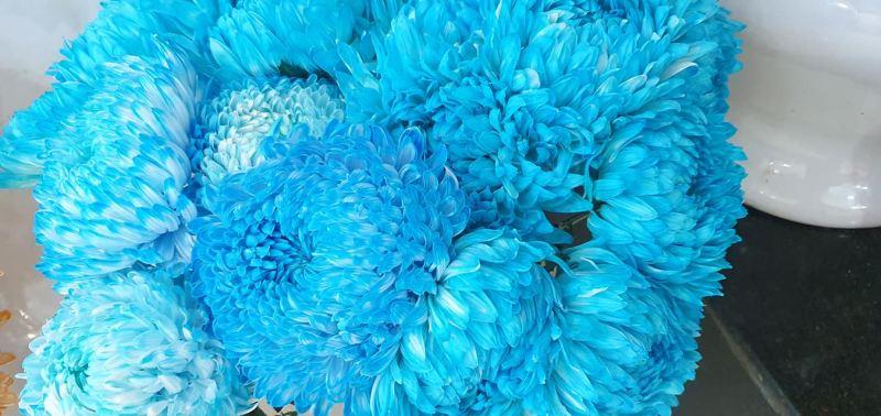 Top 10 cửa hàng hoa tươi nổi bật nhất tại TP. Pleiku, Gia Lai
