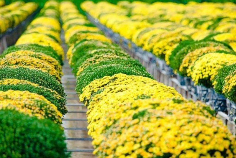 Top 15 Ý tưởng kinh doanh Tết, ít vốn, dễ sinh lời