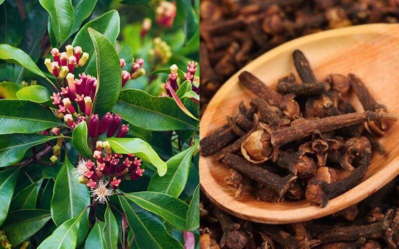 Đinh hương là gì? Khám phá những công dụng kỳ diệu trong y học và ẩm thực