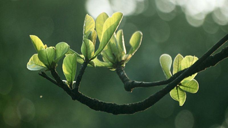 Dù nhiệt miệng có làm bạn khó chịu đến đâu, chỉ cần dùng lá bàng non là sẽ dịu ngay, hiệu quả rõ rệt.