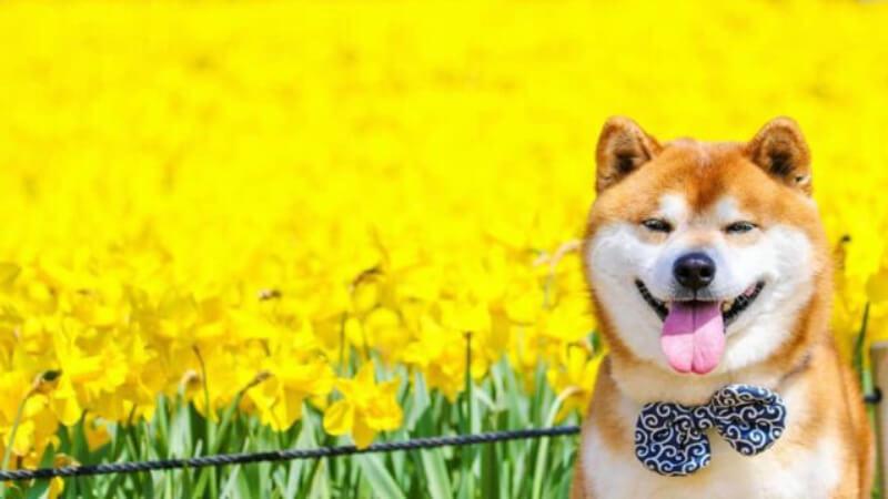 Cẩm nang toàn diện về chó Shiba: Lịch sử, đặc điểm, cách chăm sóc và giá thành