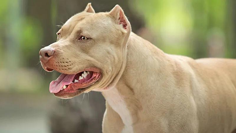 Hướng dẫn nuôi chó Pitbull khỏe mạnh, lý tưởng cho người mới bắt đầu