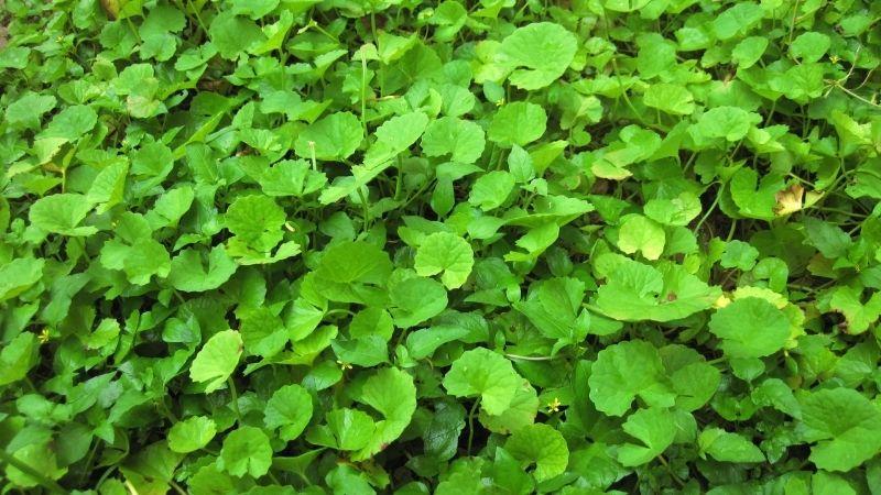 Lá cây nào tốt cho gan? Khám phá 9 loại nước lá cây giúp thanh lọc gan hiệu quả.