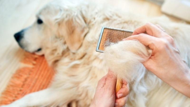 Giải pháp chữa trị chó rụng lông và ngứa nhanh chóng, hiệu quả rõ rệt