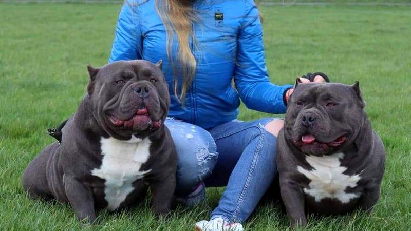 Chó Bully là giống chó nào? Khám phá nguồn gốc, đặc điểm, cách chăm sóc và mức giá hiện nay