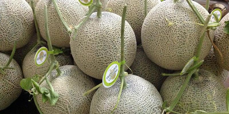 Lợi ích tuyệt vời của dưa lưới
