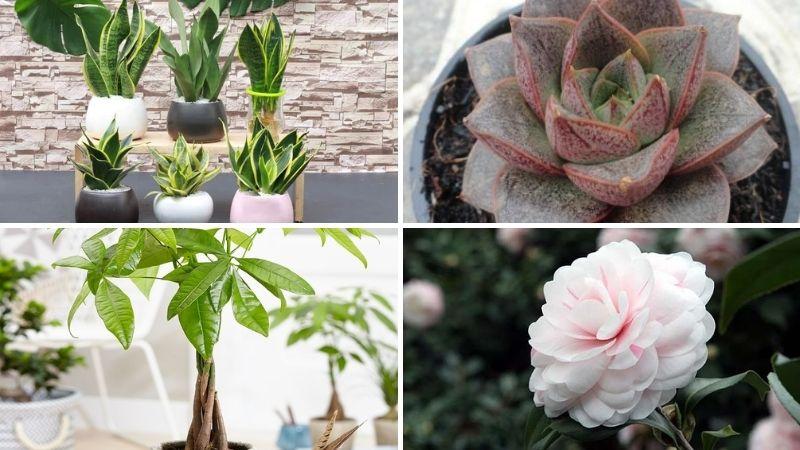 Cây cảnh nào phù hợp với tuổi Mão? Những loại cây mang đến vận may và sự thịnh vượng cho người mệnh Mão. Khám phá ngay!