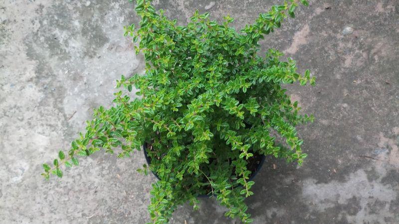 Khám phá ý nghĩa sâu sắc của cây hàm hương, vẻ đẹp cuốn hút và những cách thức trồng, chăm sóc loài cây này ngay tại không gian sống của bạn.