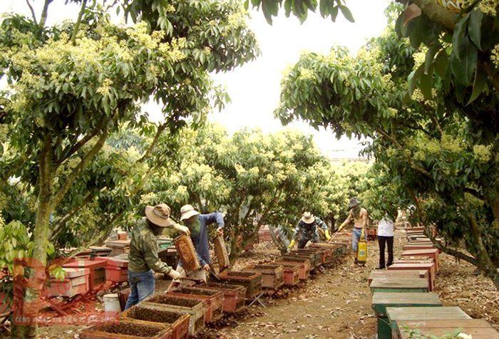 Khám phá 10 đặc sản nổi tiếng nhất ở Lục Ngạn, Bắc Giang